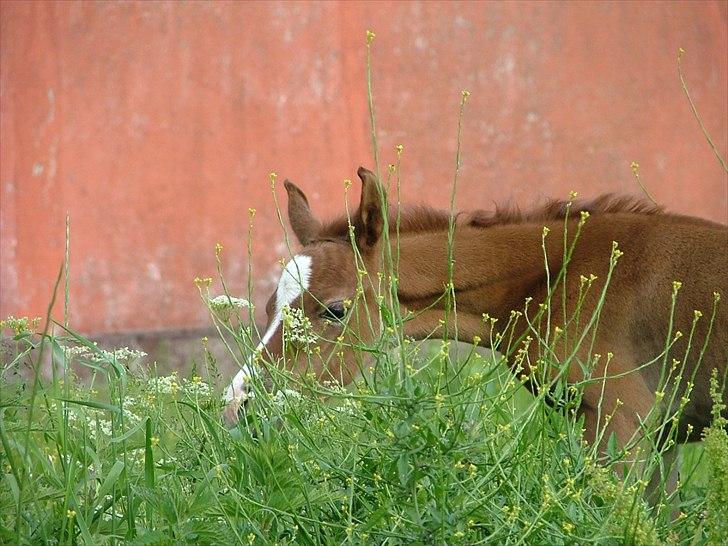 Arabisk fuldblod (OX) HM Nazeemah - "Er sørme noget sjovt noget det grønne her"...1 dag gammel billede 9