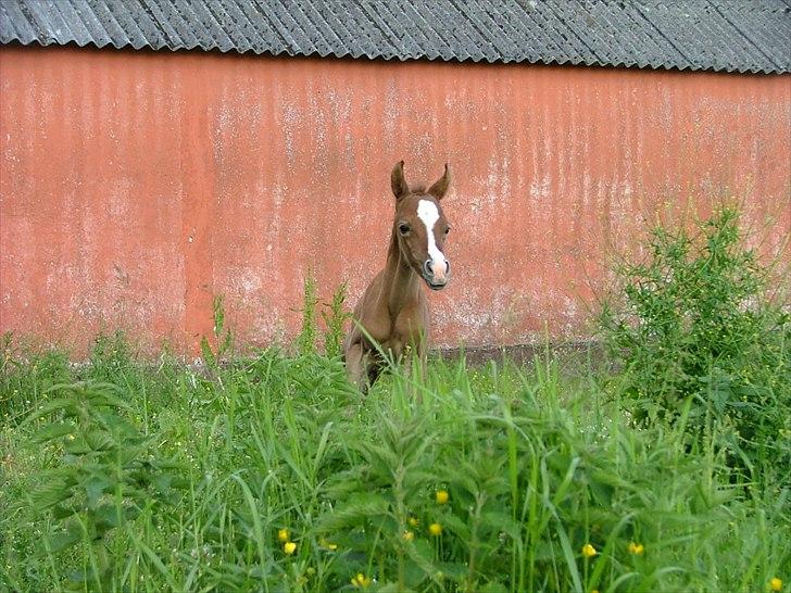 Arabisk fuldblod (OX) HM Nazeemah - Suser igennem det grønne skidt...1 dag gammel billede 10