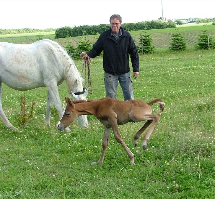 Arabisk fuldblod (OX) HM Nazeemah - Viser allerede tegn på gakkede gangarter fra sin far...1 dag gammel billede 11