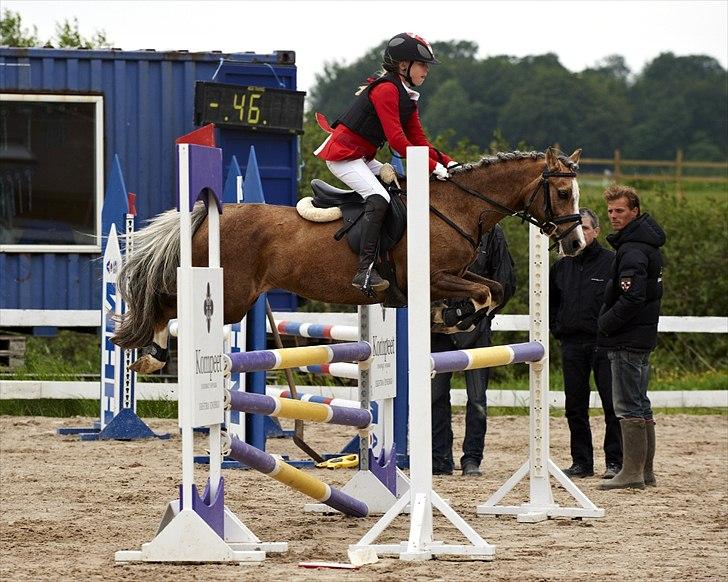 Welsh Pony (sec B) Faya Lobi Kasto-Glas 2002 *STJERNE PONY* - Du ordet: SPRING STJERNE:´)<3 Billed: Animal-print billede 7