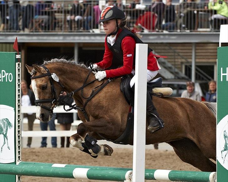 Welsh Pony (sec B) Faya Lobi Kasto-Glas 2002 *STJERNE PONY* - SEJ? JA!:D Billed: Animal-print billede 9