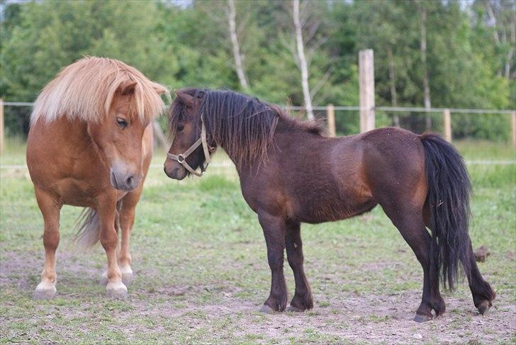 Shetlænder Bakkegaard's James *Jamie* - #2 Min hingstebasse! <3  billede 2
