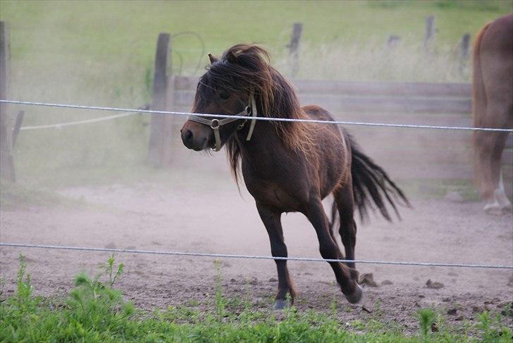Shetlænder Bakkegaard's James *Jamie* - #11 Dagen han kom hjem. Han kan løbe huuurtigt ;D billede 11
