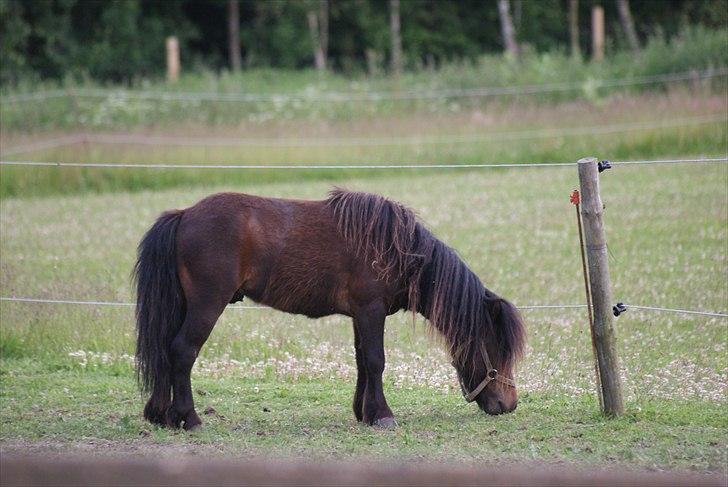 Shetlænder Bakkegaard's James *Jamie* - #12 Dagen han er kommet hjem. efter de er faldet til ro :) billede 12