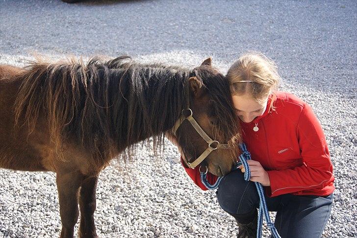 Shetlænder Bakkegaard's James *Jamie* - #6 Efter blot én dag læner han hoved ind til mig, og jeg kan røre hans hoved og hals. <3 billede 6