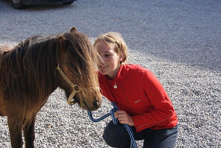 Shetlænder Bakkegaard's James *Jamie* - #13 Blot efter én dag må jeg klø ham påhalsen og i hovedt. Det er bedste er at han nyder at blive kløet :') billede 13