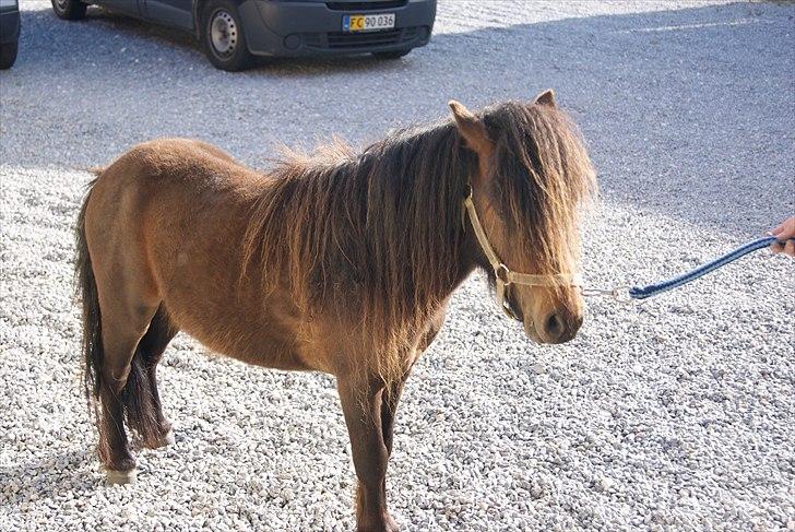 Shetlænder Bakkegaard's James *Jamie* - #15 Dagen efter jeg fik ham hjem. Foto: Mor billede 15