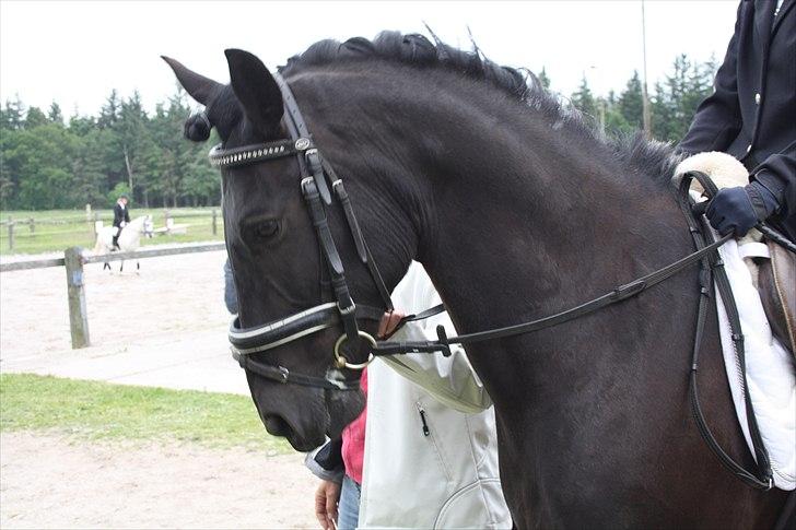 Anden særlig race Alladin - Søde pony!<3
 billede 5