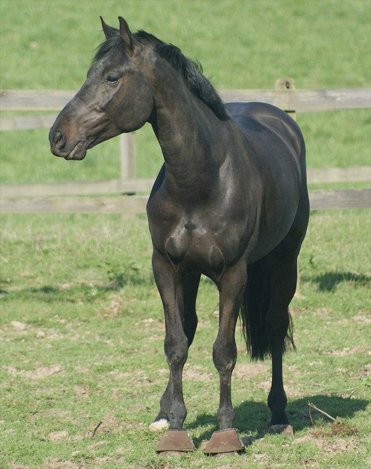 Zangersheide Airdino Z billede 2