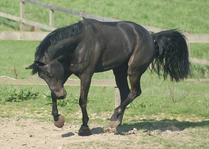 Zangersheide Airdino Z billede 6