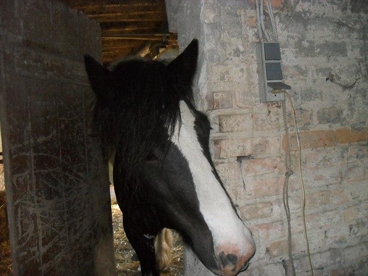 Tinker Harry **solgt :-'(** - You are fucking perfekt!<3 billede 4