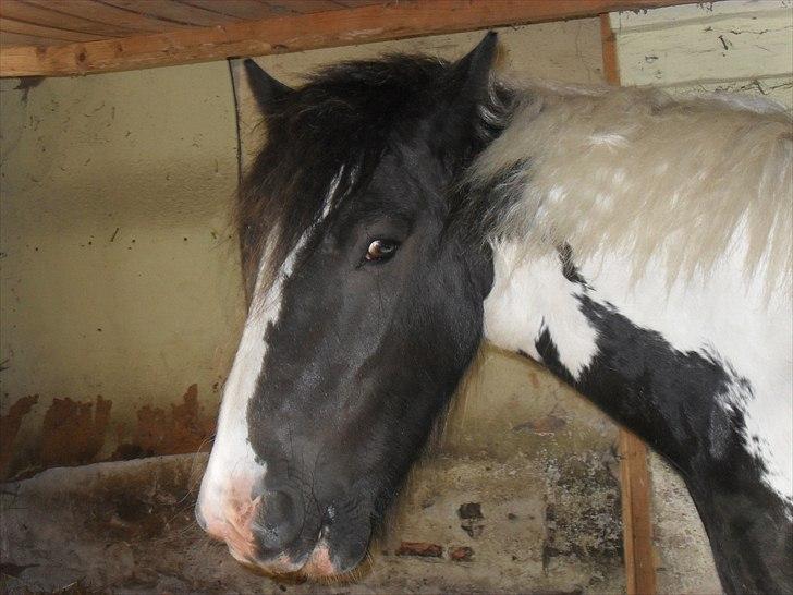 Tinker Harry **solgt :-'(** - Nam nam dejligt æble :-P billede 6