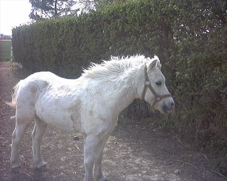 Welsh Mountain (sec A) Cowboy *Død af sygdom* :'( billede 1