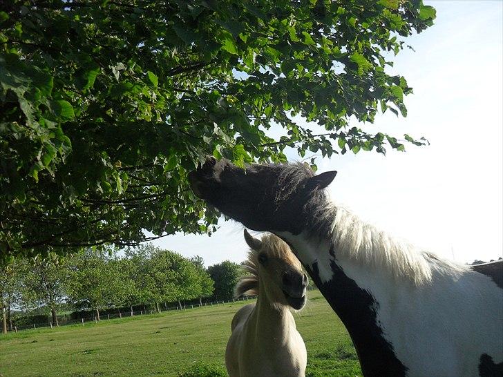 Tinker Harry **solgt :-'(** - Jeg kan godt nå!! :D billede 3