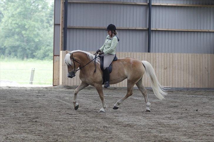 Haflinger Nenee billede 3