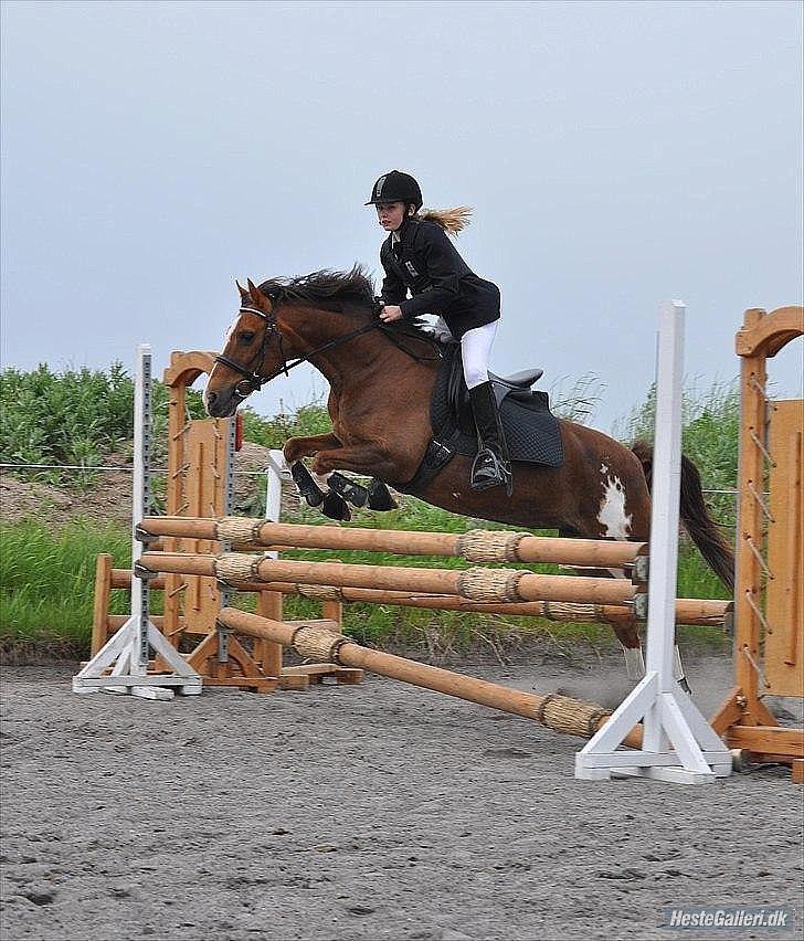 Hollandsk Sportspony Ainoa Van Uniken - Spring-stævne:) billede 17