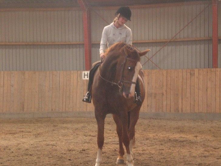 Hollandsk Varmblod WERONICA - velkommen :) her er det første gang jeg prøvede hende :)  billede 1