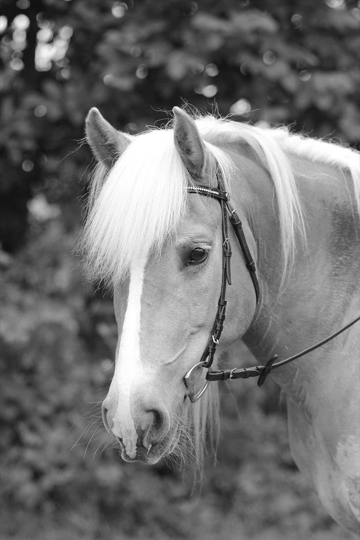 Haflinger Nenee billede 7