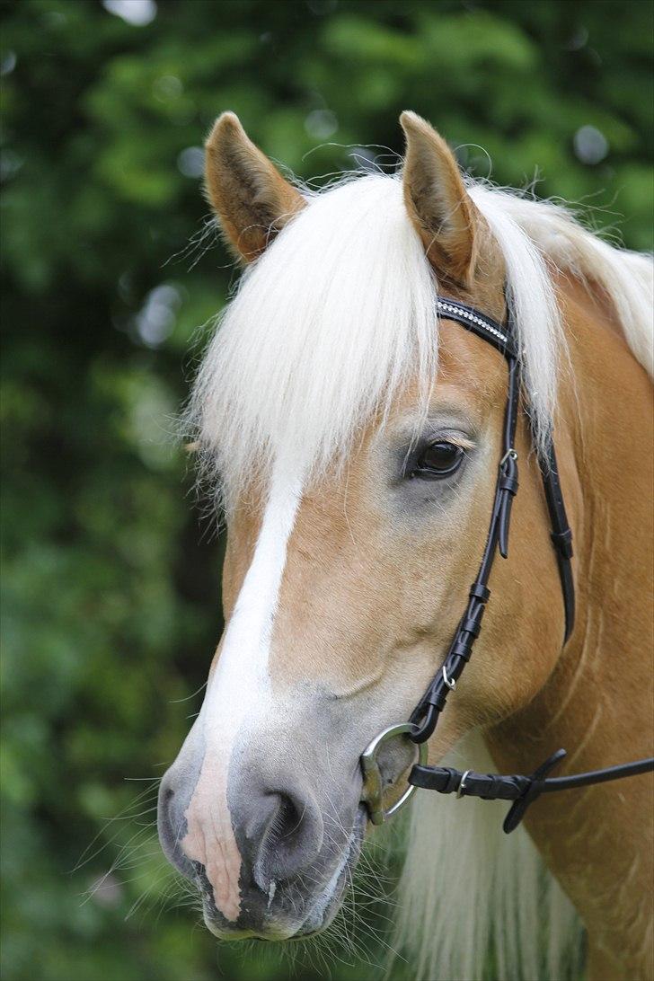 Haflinger Nenee billede 10