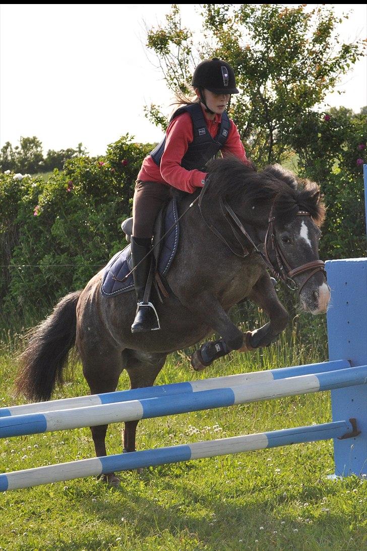 Anden særlig race Max <3 - Seje lille pony!;) billede 2