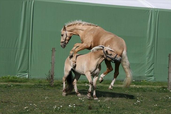 Palomino Golden Charm SOLGT - JA! Min hest kan flyve! :-P  billede 14