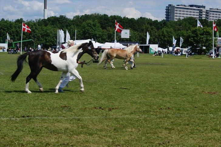 Haflinger Nenee - Nenee og iben i travløb mod en islænder og en pinto. billede 12