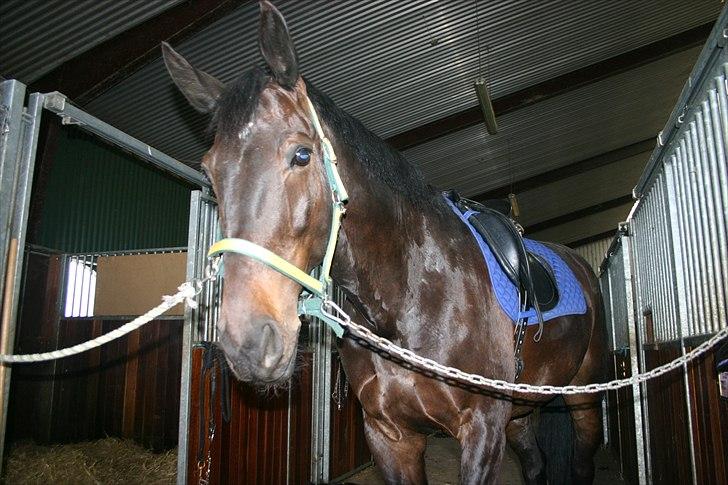 Oldenborg DRISDAL'S CAMARO - 6) Stor stor hest på staldgangen haha :D billede 6