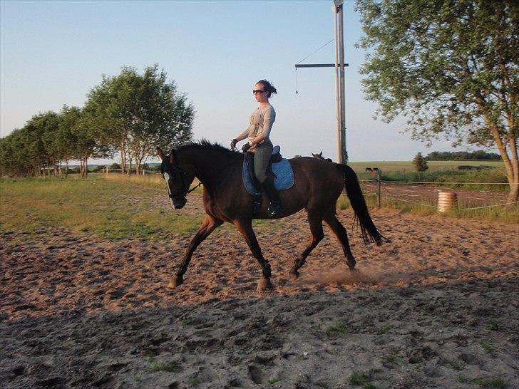 Dansk Varmblod Mew Town Himmelhest  - 12/6 - 11 billede 9