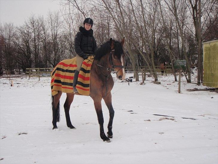 Dansk Varmblod Mew Town Himmelhest  - Vinter 2010 billede 12