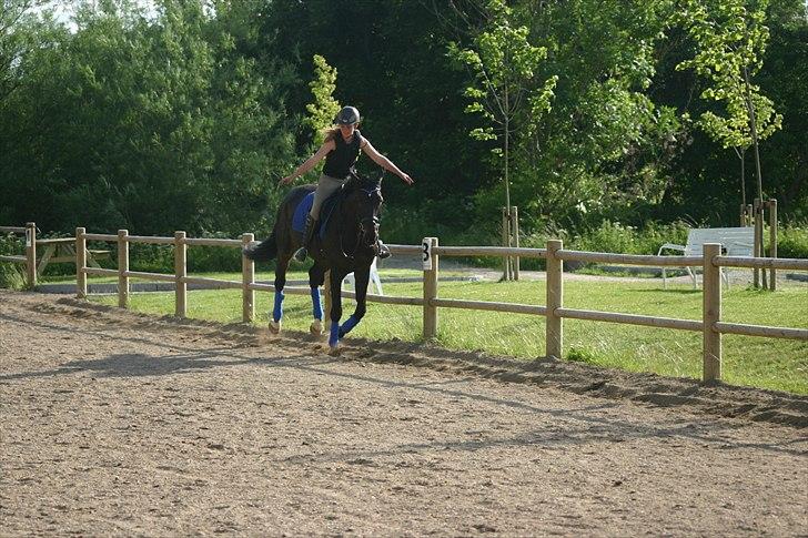 Oldenborg DRISDAL'S CAMARO - 14) I feel free when I sit on my back! When I ride, I dare you all
 billede 13