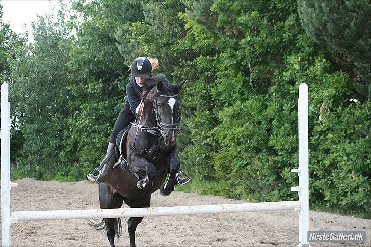 Welsh Cob (sec D) Knockilla Tamara <3 R.I.P - Det her er ponyen der har SÅ meget portientiale at det er helt vildt! billede 12