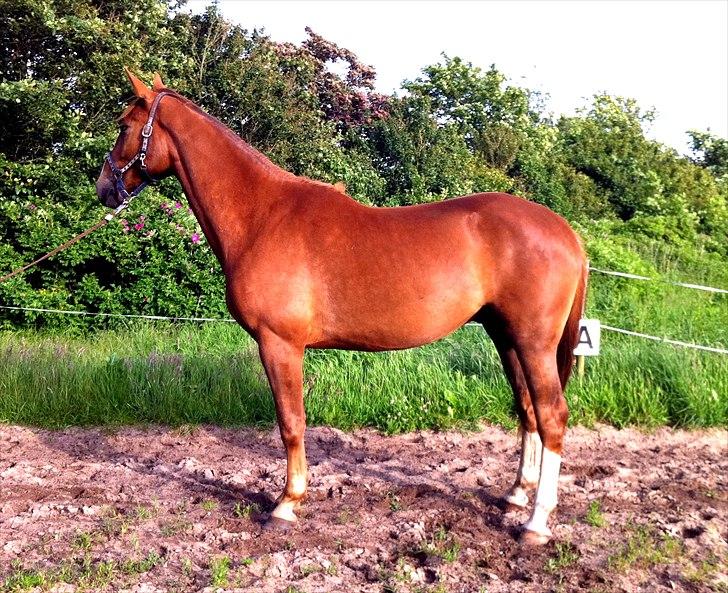 Dansk Varmblod Blue Eye *solgt* billede 17