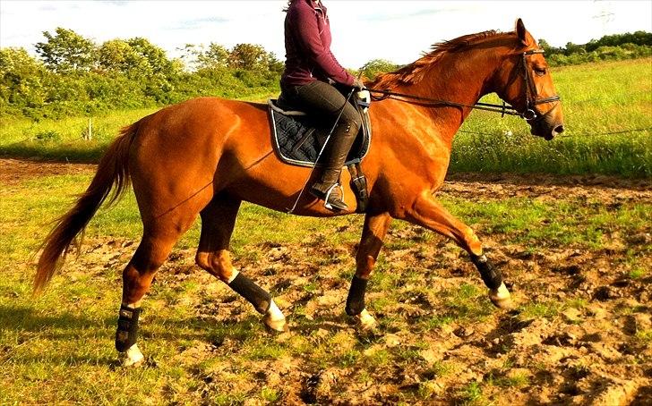 Dansk Varmblod Blue Eye *solgt* billede 18