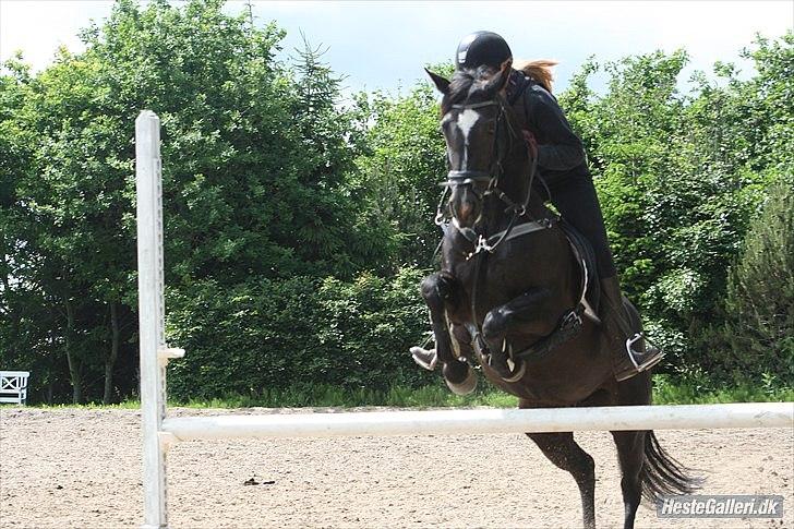 Welsh Cob (sec D) Knockilla Tamara <3 R.I.P - Du er bare sejere end sej! 
Hygge springning med kirstine<3 billede 13