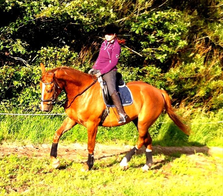 Dansk Varmblod Blue Eye *solgt* billede 19