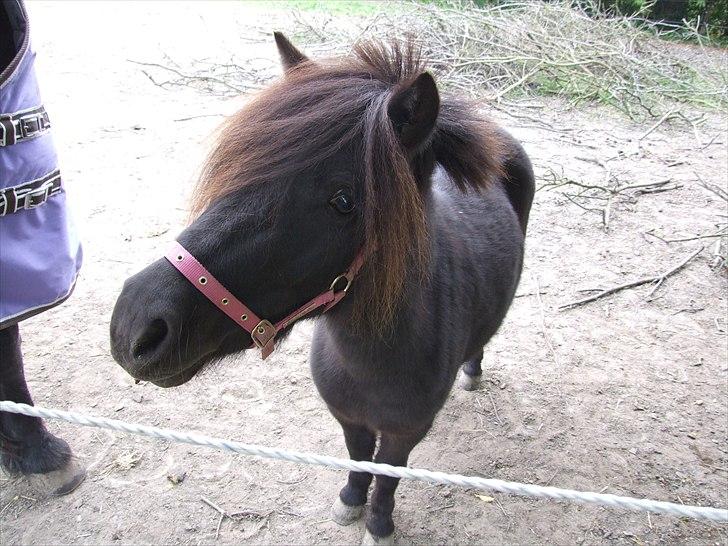 Shetlænder Musla *solgt* - Hejsa med jer :-) billede 5