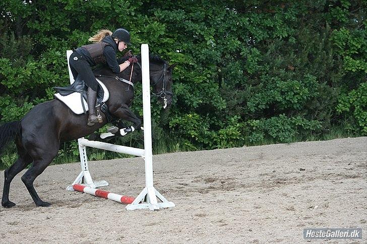 Welsh Cob (sec D) Knockilla Tamara <3 R.I.P - Du er så fin minpony! billede 15