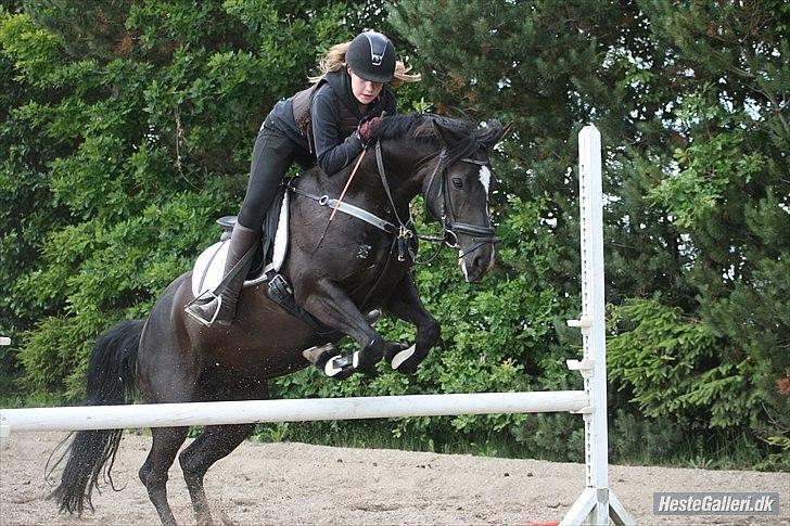 Welsh Cob (sec D) Knockilla Tamara <3 R.I.P - jeg kender ikke nogle pony der har udviklet sig så meget på 2 uger - men det har Knockilla Tamara gjort! billede 16