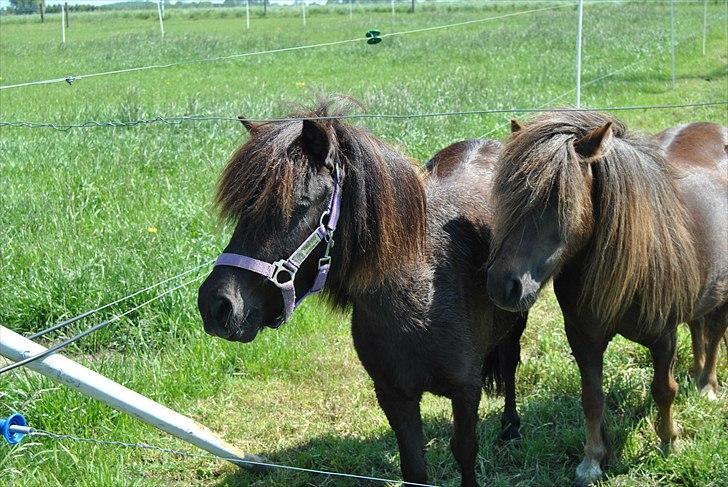 Shetlænder Musla *solgt* - Musla med sin sommergræs veninde. billede 6