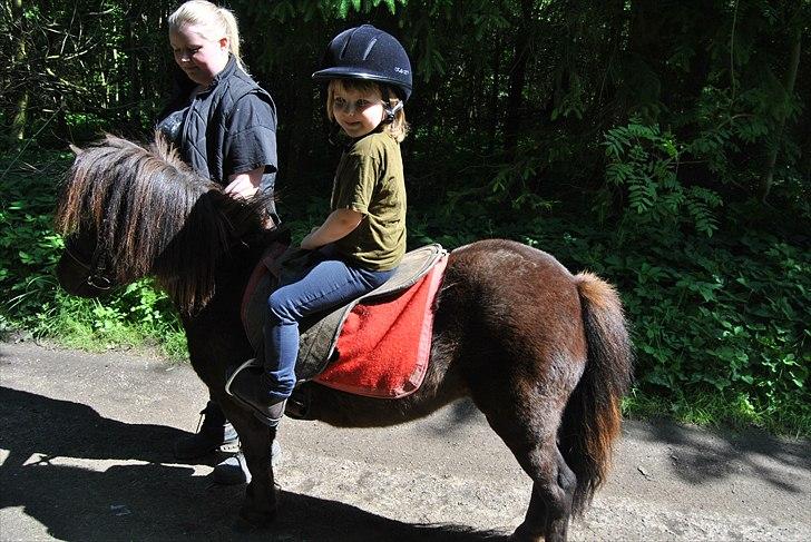 Shetlænder Musla *solgt* - Musla med sin part. billede 7