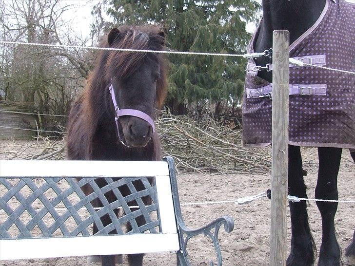 Shetlænder Musla *solgt* - Holder øje med dig. billede 8