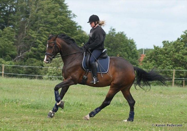 Dansk Varmblod Skovly's Alanta  billede 16