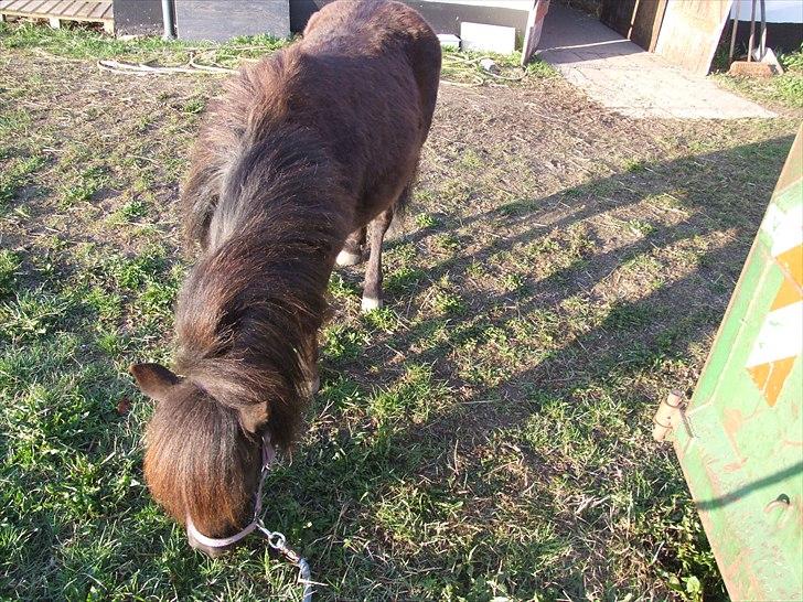 Shetlænder Musla *solgt* - Dejligt med græs. billede 9