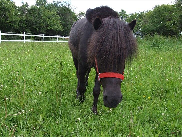 Shetlænder Musla *solgt* - Her går jeg og passer på syge Annabell. billede 10