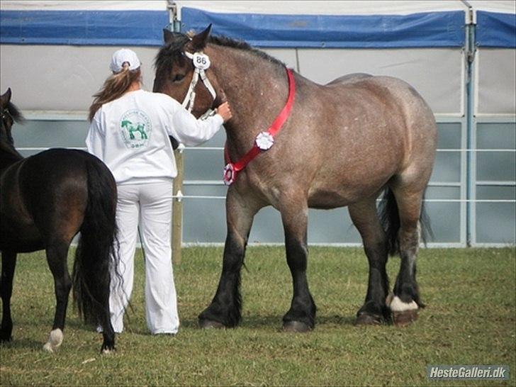 Belgier Mette Støvringgård  - Mette blev skutes bedste 3 års hoppe på Det fyndke Dyrskye 2011. billede 1