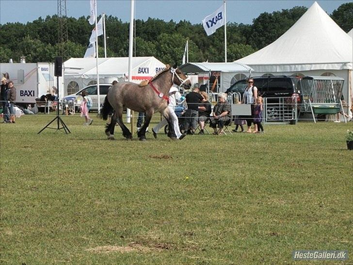Belgier Mette Støvringgård  - 2011 Det fynske Dyrskue billede 15
