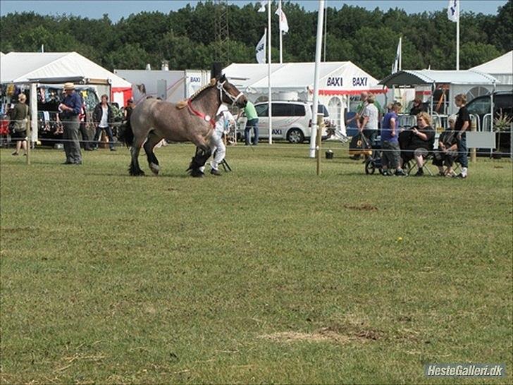 Belgier Mette Støvringgård  - Det Fynske Dyrskue 2011 bedste 3 års hoppe billede 16
