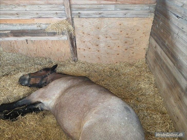 Belgier Mette Støvringgård  - Mette tager sig en velfortjent lur. Det er hårdt første dag på Dyrskue 2011 billede 18