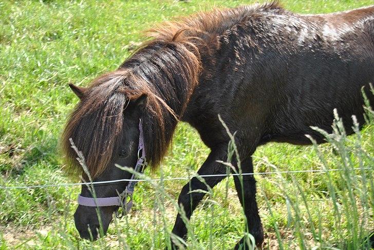 Shetlænder Musla *solgt* - Ridning-bad-græs det er livet. billede 11