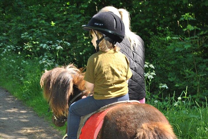 Shetlænder Musla *solgt* - Musla og sin part på skovtur. billede 12